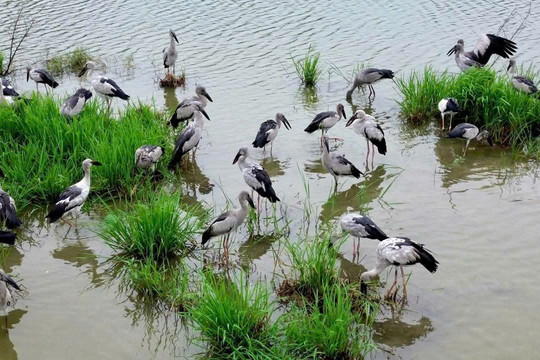 Khi những cánh chim trở lại