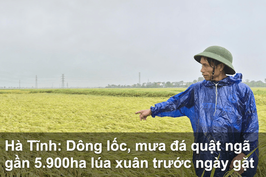 VIDEO | Hà Tĩnh: Dông lốc, mưa đá quật ngã gần 5.900ha lúa xuân trước ngày gặt