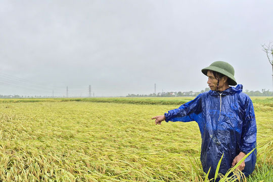 Hà Tĩnh: Dông lốc, mưa đá quật ngã gần 5.900ha lúa xuân trước ngày gặt