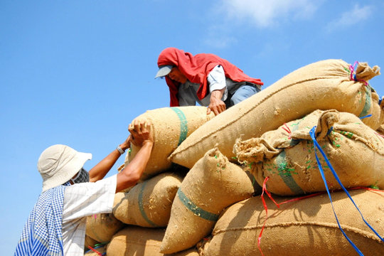 1,5 triệu tấn gạo sang Philippines không chỉ là tin vui xuất khẩu, mà là phép thử vị thế của gạo Việt