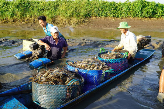 Tôm Việt vào Mỹ: 132 doanh nghiệp 'dính' đòn nghiệt ngã