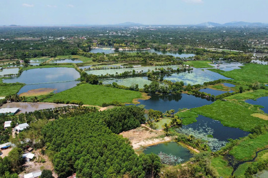 'Trại heo lên theo thành phố': Khi mùi hôi không còn giấu được