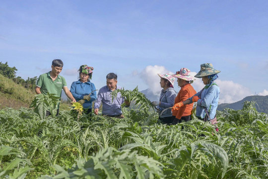 Cây dược liệu vùng cao: Vì sao 'vàng xanh' chưa thể làm giàu cho số đông?