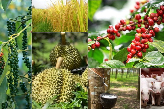 Thị trường hôm nay 20/5: Cà phê mất mốc 86.000 đồng/kg, lúa gạo xuất khẩu vẫn giữ vững vị thế