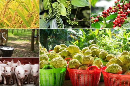Thị trường nông sản 9/6: Sầu riêng phân hóa mạnh, heo hơi và cà phê tiếp đà giảm