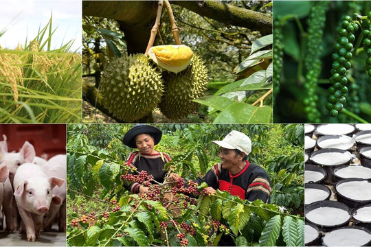 Thị trường nông sản 10/6: Giá cà phê khởi sắc, hồ tiêu và lúa gạo duy trì nền giá ổn định