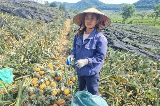 Thanh Hóa ế dứa, Hà Tĩnh mở rộng vùng trồng: bản đồ thị trường chung cho dứa, bao giờ?