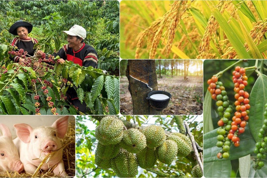 Thị trường nông sản 14/6: Cà phê áp sát mốc 90.000/kg, lúa gạo giao dịch trầm lắng