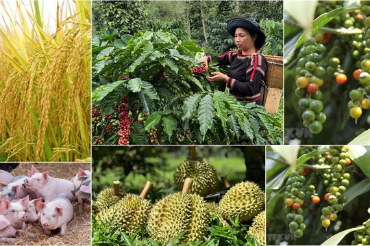Thị trường nông sản 18/6: Cà phê nội địa chững lại, sầu riêng Thái vẫn 'một mình một chợ'