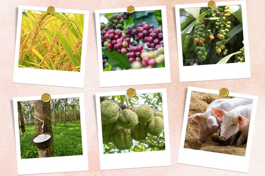 Thị trường nông sản 21/6: Sầu riêng phân hóa mạnh, heo hơi chững giá, cà phê mất mốc 90.000 đồng