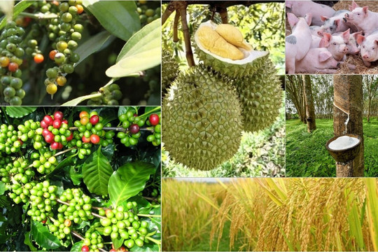 Thị trường nông sản 22/6: Cà phê chịu áp lực giảm, giá gạo xuất khẩu khởi sắc