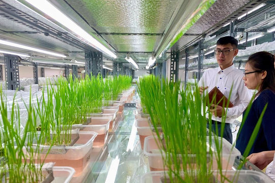 CRISPR: Đường lớn cho nông sản Việt