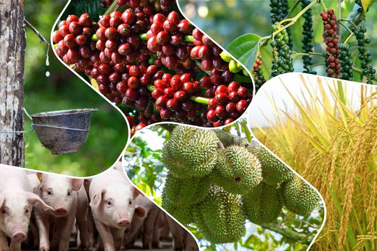 Thị trường nông sản 24/6: Hồ tiêu đứt chuỗi trầm lắng, cà phê hạ nhiệt