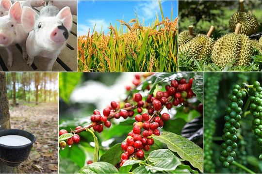 Thị trường nông sản 26/6: Cà phê tiến sát ngưỡng 90.000 đồng, cao su bốc hơi mạnh trên các sàn châu Á