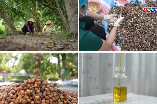 ‘Tinh hoa bách nghệ’: Đánh thức giá trị cây mù u và gìn giữ nghề dệt thổ cẩm Chăm