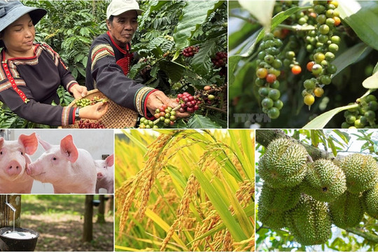 Thị trường nông sản 2/7: Hồ tiêu nội địa chìm trong sắc đỏ, cà phê lấy lại mốc 90.000 đồng/kg