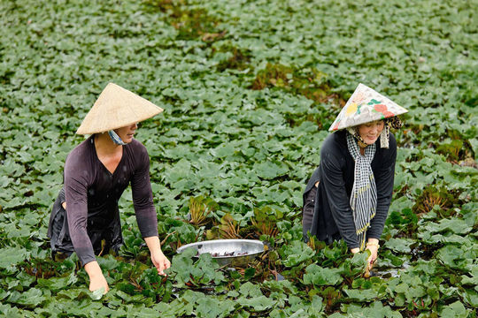 Làng ấu Lấp Vò: Nơi duy nhất trồng ấu thành làng