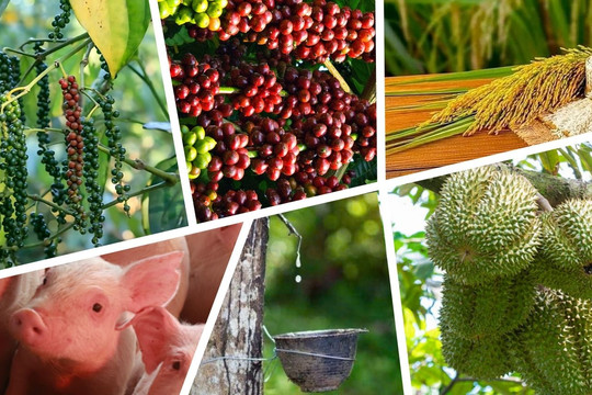Thị trường nông sản 8/7: Cà phê áp sát mốc 97.000 đồng/kg, hồ tiêu tăng nhẹ