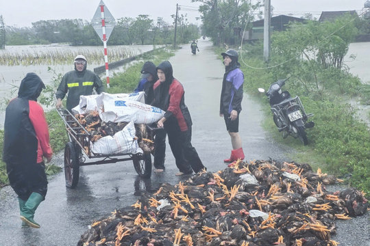 Mưa bão vào mùa - bài toán bảo hiểm nông nghiệp, sao giải không ra?