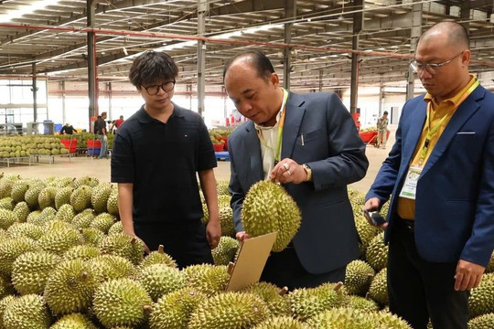 Kiểm nghiệm sầu riêng: Không thể cứ chờ Trung Quốc... gật!