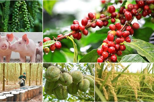 Thị trường nông sản 11/7: Cà phê bứt tốc tiến sát 100.000 đồng/kg, lúa gạo và hồ tiêu đi ngang