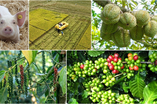 Thị trường nông sản 12/7: Cà phê giảm hơn 3.000 đồng/kg, sầu riêng Thái đón sóng mới