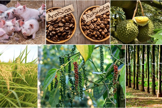Thị trường nông sản 15/7: Hồ tiêu, lúa gạo khởi sắc, giá sầu riêng và cà phê phân hóa