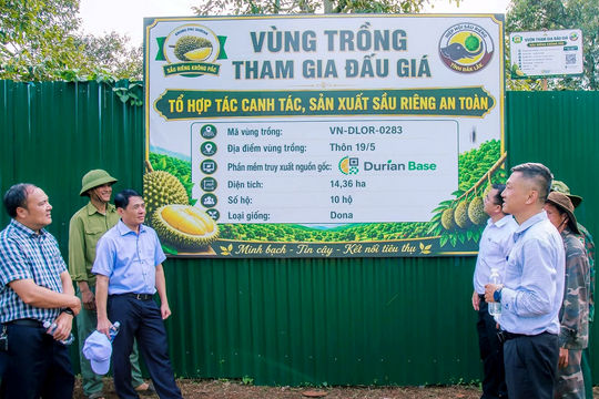 Sầu riêng đấu giá tại vườn: Liệu có thoát được ‘vòng kim cô’ ép giá?