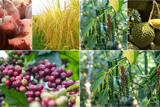 Thị trường nông sản 20/7: Cà phê và hồ tiêu bình ổn, lúa gạo xuất khẩu giữ vị thế cạnh tranh