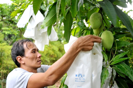 Giao cấp xã cấp mã số vùng trồng, giảm mạnh thời gian làm thủ tục