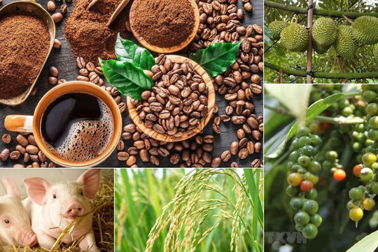 Thị trường nông sản 2/8: Cà phê khởi sắc, hồ tiêu quay đầu đầu giảm