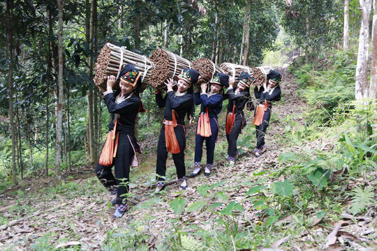 Cây quế Việt Nam: hành trình từ “vốn văn hóa” đến “vốn kinh tế”