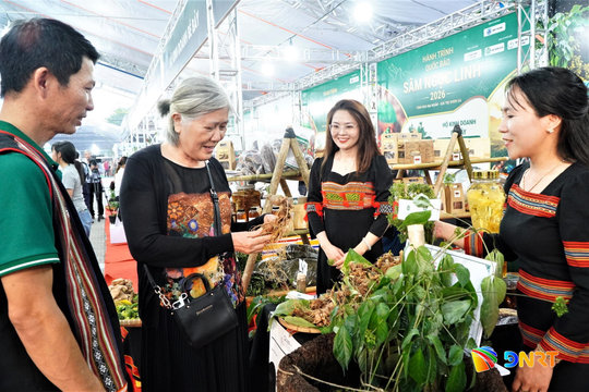 Sâm Việt Nam: thị phần chỉ 0,1% toàn cầu - đường lên… phim xa lắc