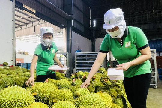 Chỉ đạo của Chính phủ: Nhìn từ bài học ‘nóng’ sầu riêng