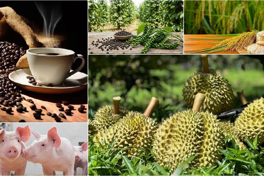 Thị trường nông sản 4/8: Cà phê nội địa hạ nhiệt, sầu riêng giữ nguyên 'sức nóng'