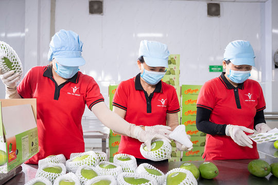 Nông sản có mã số vùng trồng vẫn chưa đủ để xuất sang Trung Quốc