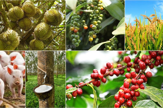 Thị trường nông sản 6/8: Cà phê bật tăng mạnh, sầu riêng duy trì sức nóng