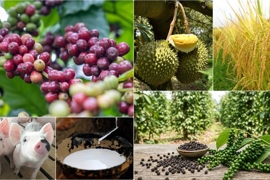 Thị trường nông sản 7/8: Cà phê thế giới hạ nhiệt, cao su phủ sắc xanh