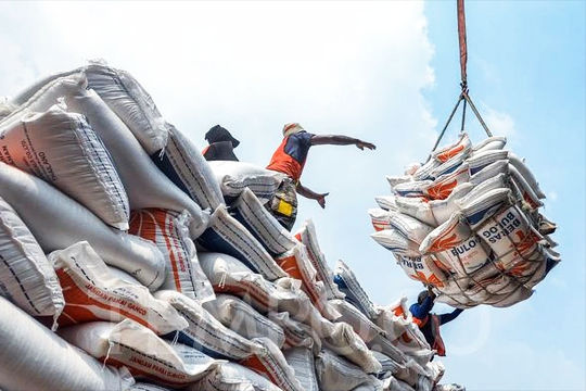 Gạo Việt ngược dòng thế giới và nguy cơ ‘được mùa, mất giá’