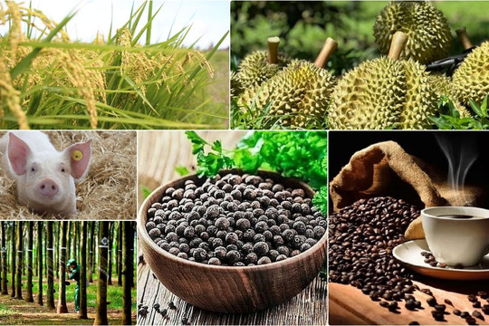 Thị trường nông sản 10/8: Cà phê chờ tín hiệu mới, sầu riêng lộ sức ép cạnh tranh