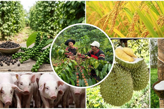 Thị trường nông sản 11/8: Cà phê, hồ tiêu khởi sắc, sầu riêng và heo hơi chịu áp lực điều chỉnh