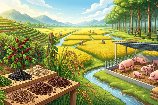 Thị trường nông sản 12/8: Cà phê tăng 700 đồng/kg, sầu riêng phân hóa sâu sắc