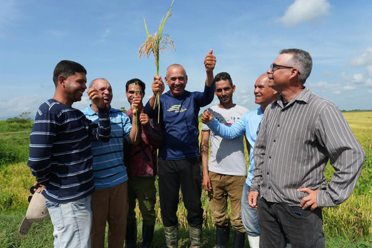 Doanh nghiệp Việt trồng 25.000ha lúa tại Cuba, ngay mùa đầu tiên đã nhận tin vui