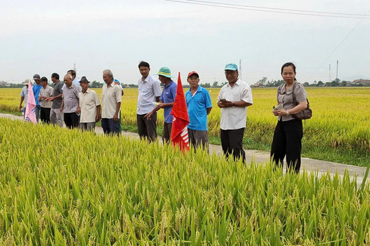 Lúa hột dài cho gạo thơm ngon, sao nông dân không trồng để bán?