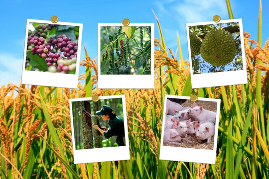 Thị trường nông sản 14/8: Cà phê tiếp tục trượt dốc, sầu riêng phân hóa mạnh