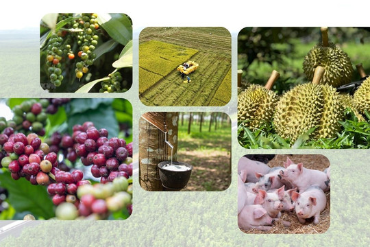 Thị trường nông sản 16/8: Áp lực bủa vây giá cà phê, heo hơi đứt mạch lao dốc