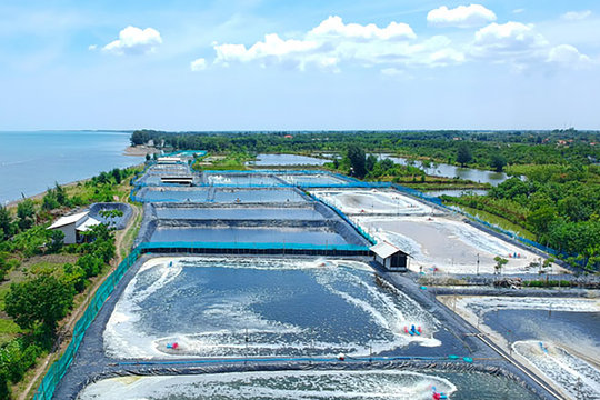 Thủy sản cũng bị 'soi' có phá rừng không!