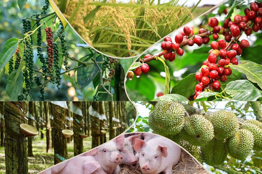 Thị trường nông sản 20/8: Cà phê thế giới hạ nhiệt, giá heo hơi dứt đà lao dốc