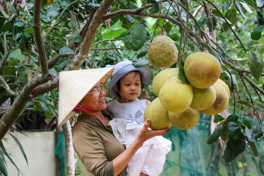 Đại Bình - Làng Nam Bộ bên sông Thu Bồn vào mùa lễ hội cây trái