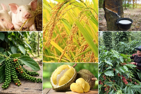 Thị trường nông sản 21/8: Cà phê nội địa chịu áp lực điều chỉnh
